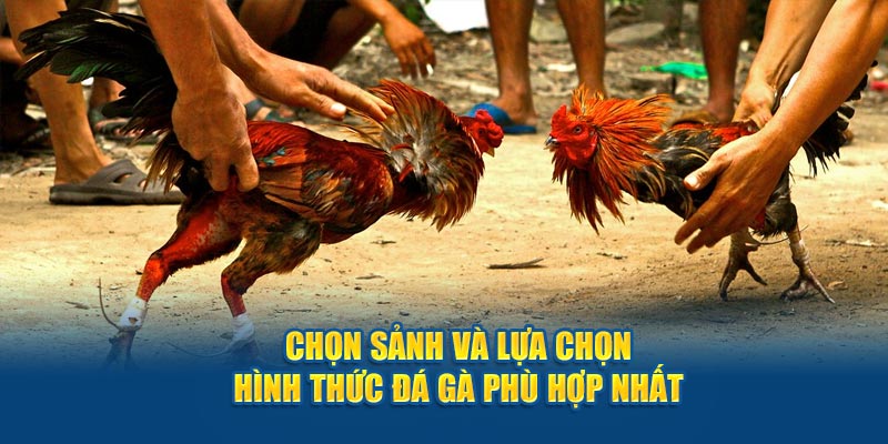 Chọn sảnh và hình thức đá gà thomo