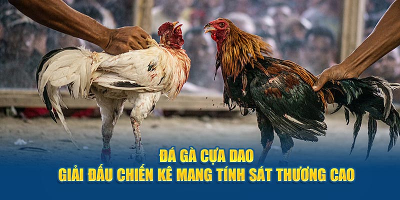 Đá gà cựa dao