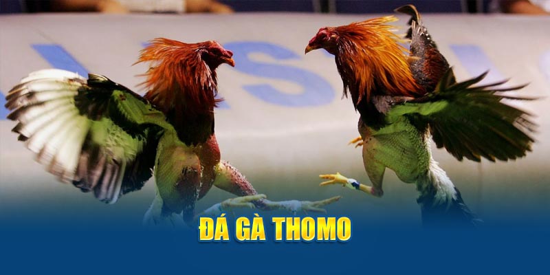 Giới thiệu đá gà thomo