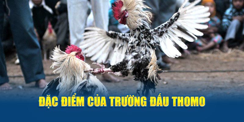 Đặc điểm trường đấu Thomo