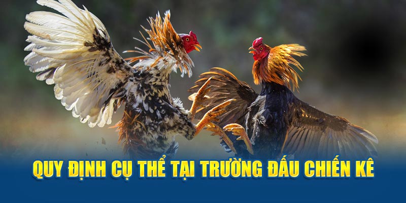 Quy định tại trường đấu chiến kê