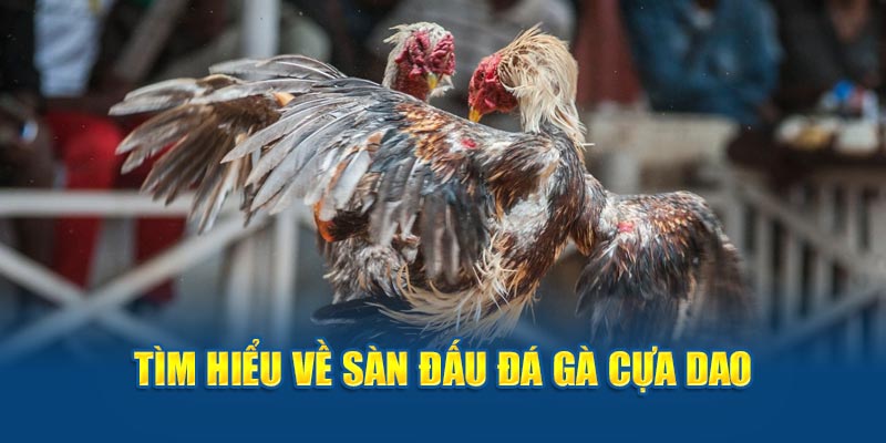 Tìm hiểu về sàn đấu gà cựa dao